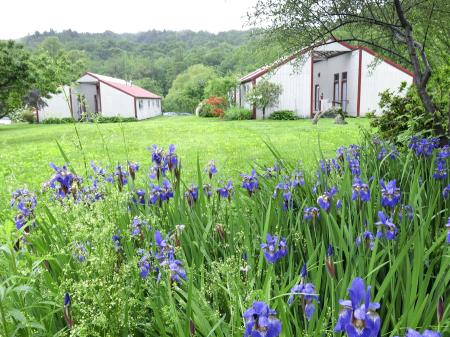 purple iris, new england summer, gray buildings